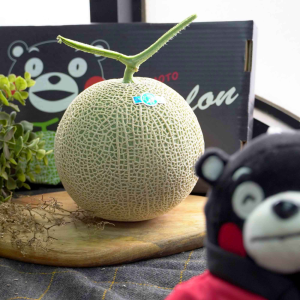 日本熊本溫室哈密瓜