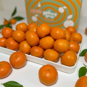 砂糖橘禮盒